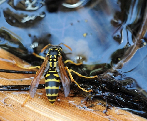 EUROPEAN PAPER WASP (Polistes dominula) sips water inside a potted plant container. (Photo by Kathy Keatley Garvey)