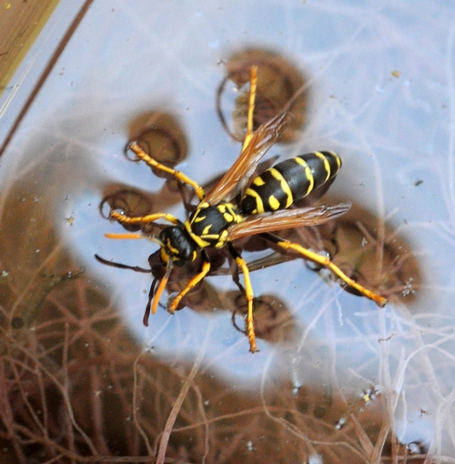 WATER-FORAGING European paper wasp (Polistes dominula) takes advantage of the standing water inside a plant container. (Photo by Kathy Keatley Garvey)