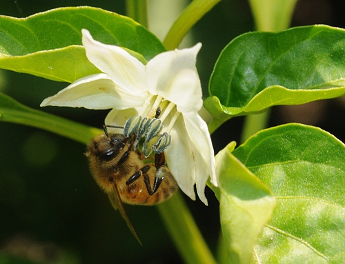 A HONEY BEE sips nectar from the flower of a pepper plant. Without the pollination services of the honey bee, there would be no peppers. (Photo by Kathy Keatley Garvey)