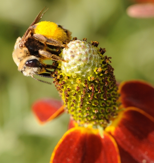 SUNFLOWER BEE, Svastra obliqua expurgata, moves around the top of a Mexican hat flower, a member of the aster family. (Photo by Kathy Keatley Garvey)