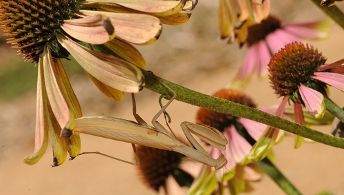 PRAYING MANTIS clings to a purple coneflower (Echinacea pupurea) in the Häagen-Dazs Honey Bee Haven at the Harry H. Laidlaw Jr. Honey Bee Research Facility, UC Davis. (Photo by Kathy Keatley Garvey)