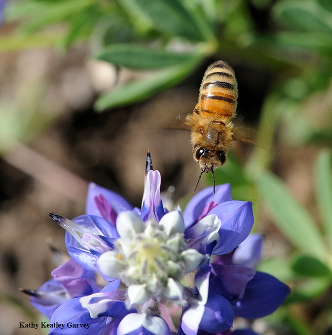 A honey bee heads toward a lupine blossom. It's not just the nectar she's scented. UC Davis community ecologist Rachel Vannette has just published a paper in New Phytologist journal that shows nectar-living microbes release scents or volatile compounds, too, and can influence a pollinator's foraging preference. (Photo by Kathy Keatley Garvey)