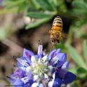 A honey bee heads toward a lupine blossom. It's not just the nectar she's scented. UC Davis community ecologist Rachel Vannette has just published a paper in New Phytologist journal that shows nectar-living microbes release scents or volatile compounds, too, and can influence a pollinator's foraging preference. (Photo by Kathy Keatley Garvey)
