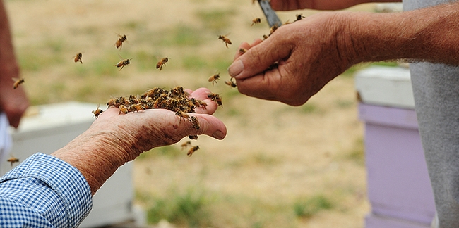 Randy Oliver hands over bees to beekeeper Ettamarie Peterson of Petaluma, a member of the Sonoma County Beekeepers' Association and the Western Apicultural Society. (Photo by Kathy Keatley Garvey)