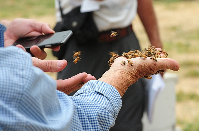 Beekeeper Etta Marie Peterson displays a handful of bees as a cell phone photographer captures the moment. (Photo by Kathy Keatley Garvey)
