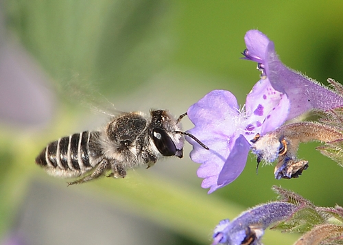 CAUGHT IN FLIGHT, a leafcutter bee heads toward a catmint flower (Nepeta). (Photo by Kathy Keatley Garvey)
