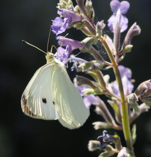 CABBAGE WHITE butterfly glows in the late afternoon sun as it nectars on catmint (Nepeta). (Photo by Kathy Keatley Garvey)