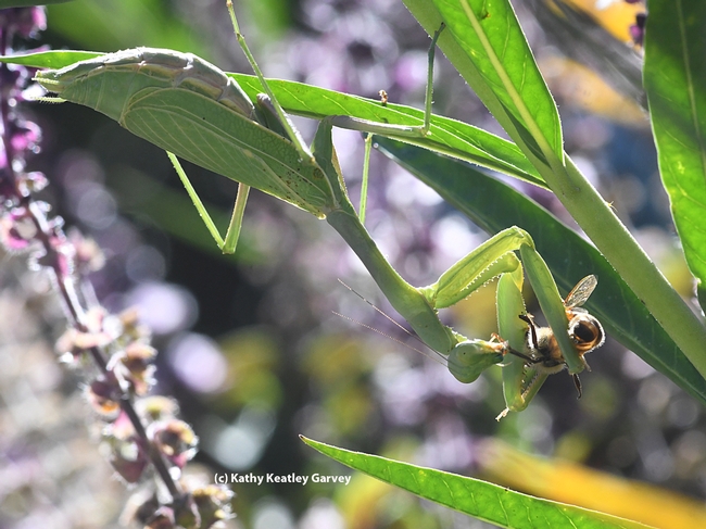 The next morning, the female praying mantis ambushes and eats a honey bee. The male? Nowhere in sight. (Photo by Kathy Keatley Garvey)