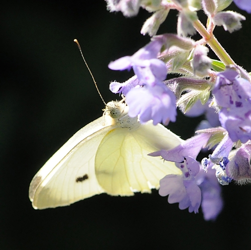 BALLROOM GOWN? No, the exquisite cabbage white butterfly. (Photo by Kathy Keatley Garvey)