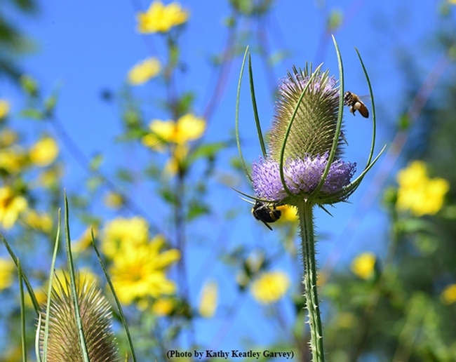 A bumble bee and honey bee share teasel in the Frey gardens. (Photo by Kathy Keatley Garvey)