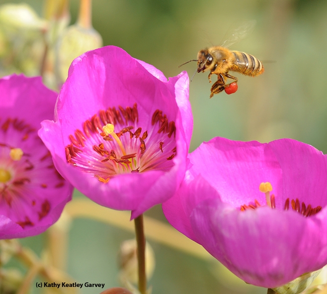 A pollen-packing honey bee heads for rock purslane, Calandrinia grandiflora. This is one of the plants available at the UC Davis Arboretum Plant Sale on Oct. 7. The plant yields red pollen. (Photo by Kathy Keatley Garvey)