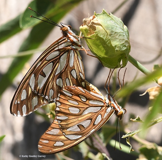 Insect wedding photography on the passion flower vine: male and female Gulf Fritillaries, Agraulis vanillae. (Photo by Kathy Keatley Garvey)