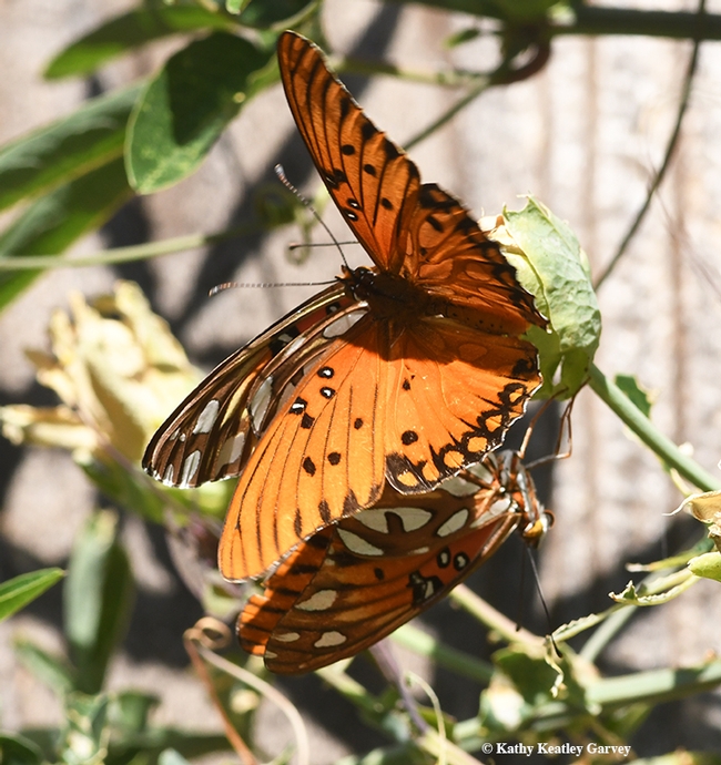 When two's company and three's a crowd: a male Gulf Fritillary zeroes in on the mating pair. (Photo by Kathy Keatley Garvey)