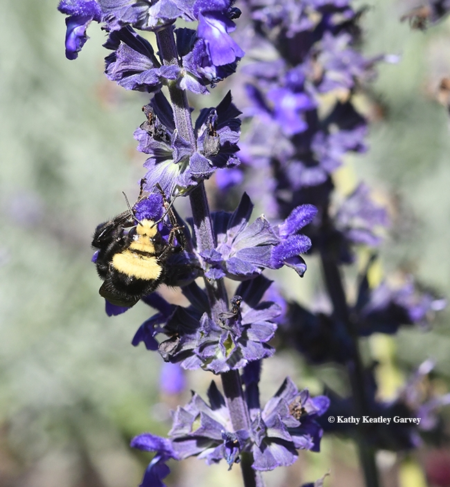 Hungry bumble bee, a queen Bombus vosnesenskii, can't get enough of the nectar from the salvia. (Photo by Kathy Keatley Garvey)
