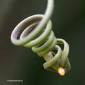 A Gulf Fritillary egg on the tendrils of the passionflower vine (Passiflora). (Photo by Kathy Keatley Garvey)