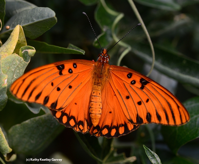 In the eerie light of the smoke-choked sky and reddish sun, a newly eclosed Gulf Fritillary spreads its wings. (Photo by Kathy Keatley Garvey)