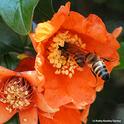 Two honey bees want the same pomegranate blossom. (Photo by Kathy Keatley Garvey)