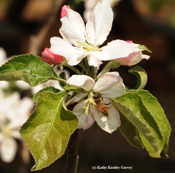 A honey bee pollinating an apple blossom. (Photo by Kathy Keatley Garvey)