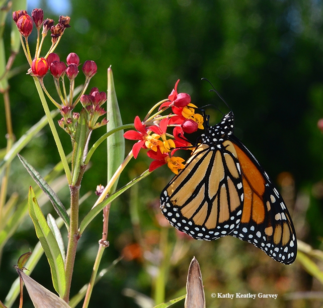 A male monarch nectaring on tropical milkweed on Friday the 13th in Vacaville, Calif. (Photo by Kathy Keatley Garvey)
