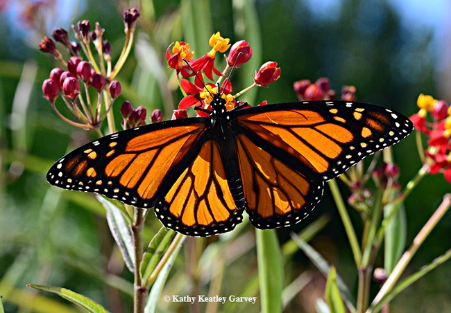 A male monarch spreads its wings on a tropical milkweed. (Photo by Kathy Keatley Garvey)
