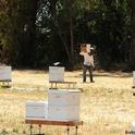 Home is where the bees are. A beekeeper at the Harry H. Laidlaw Jr. Honey Bee Facility, UC Davis. (Photo by Kathy Keatley Garvey)