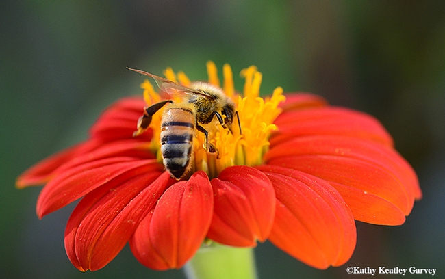 A honey bee, Apis mellifera, takes a liking to the Tithonia, aka Mexican sunflower. (Photo by Kathy Keatley Garvey)