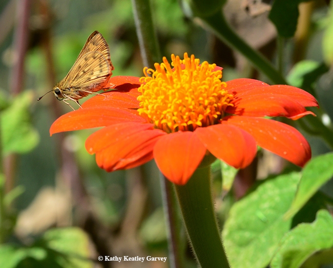 A skipper, family Hesperiidae, hangs out on the Tithonia. (Photo by Kathy Keatley Garvey)