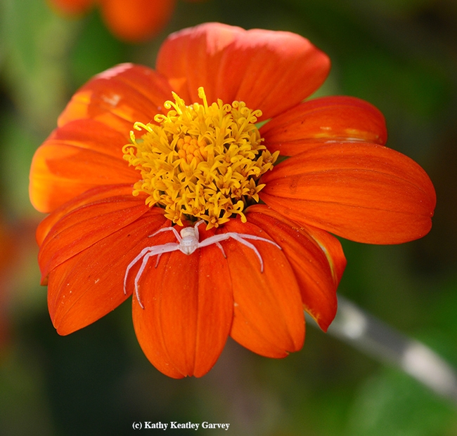 Predators hang out on the Mexican sunflower, too. A crab spider, family Thomisidae, waits for prey. (Photo by Kathy Keatley Garvey)