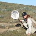 Leslie Saul-Gershenz in the Channel Island National Park conducting a native bee survey.