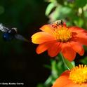 A black syrphid fly aims for the same Mexican sunflower, occupied by another syprhid fly. (Photo by Kathy Keatley Garvey)