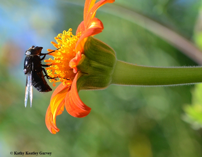 Ah, all mine. A black hover fly or Mexican cactus fly claims a Tithonia blossom. (Photo by Kathy Keatley Garvey)