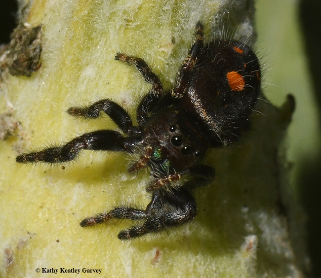 A predator, a bold or daring jumping spider, crawls around on a showy milkweed. Note its iridescent chelicerae. (Photo by Kathy Keatley Garvey)