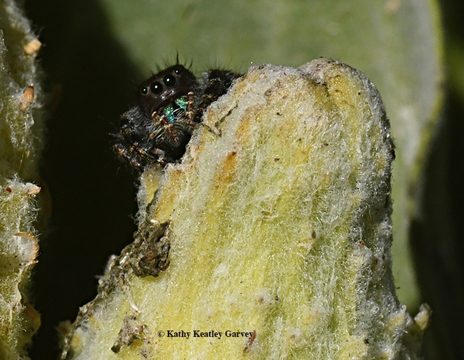 My safe place! The bold or daring jumping spider peers out at its surroundings. (Photo by Kathy Keatley Garvey)