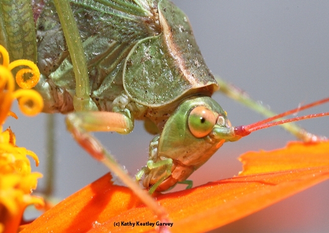 Close-up of a fork-tailed katydid. (Photo by Kathy Keatley Garvey)