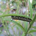 A monarch caterpillar munches on   tropical milkweed in Vacaville, Calif. on Friday, Oct. 27. (Photo by Kathy Keatley Garvey)
