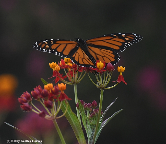 Pacific Northwest monarchs began migrating to their overwintering sites along coastal California in last August and early September. This one touched down on milkweed in Vacaville, Calif. on Sept. 12. (Photo by Kathy Keatley Garvey)