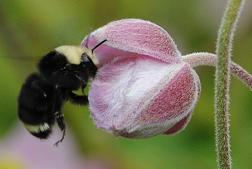 WORKER BUMBLE BEE on anemone. This is a female yellow-faced bumble bee (Bombus vosnesenskii), as identified by native pollinator specialist Robbin Thorp, emeritus professor of entomology at UC Davis. (Photo by Kathy Keatley Garvey)