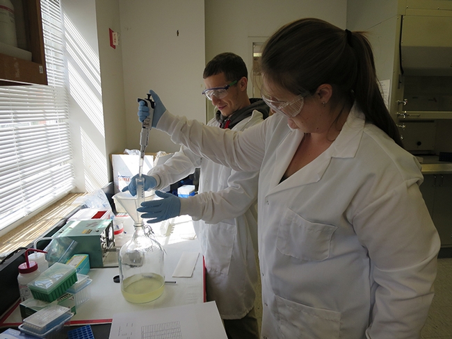 Kelly Hamby (foreground) works on a lygus bioassay with a University of Maryland student.