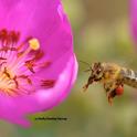 Chilean rock purslane, Calandrina grandiflora, is a favorite of pollinators, including this bee. Note the red pollen. This is one of the plants offered by the UC Davis Arboretum at its plant sale on Nov. 4. (Photo by Kathy Keatley Garvey)