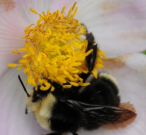 THIS WORKER BUMBLE BEE (Bombus vosnesenskii) is foraging on anemone. (Photo by Kathy Keatley Garvey)