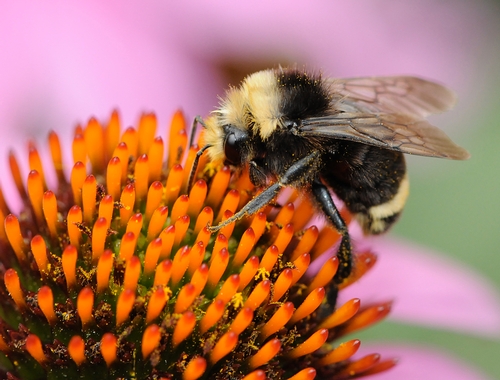 A MALE bumble bee,  Bombus vosnesenskii, nectaring on a purple coneflower. (Photo by Kathy Keatley Garvey)