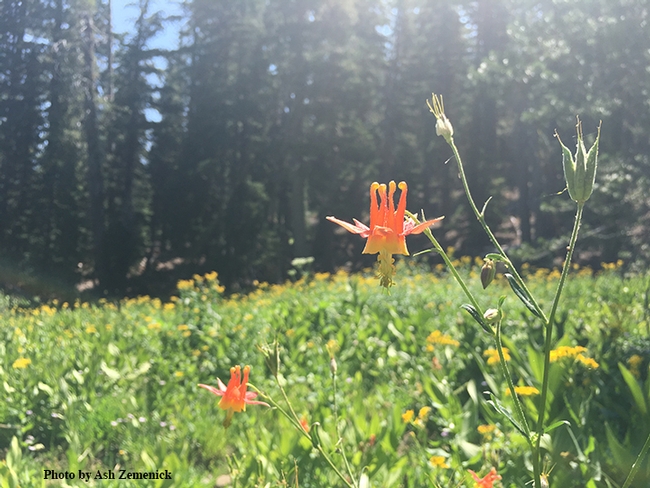 Flowers bloom at this high elevation meadow, which was  community ecologist Ash Zemenick's field study site in the Tahoe National Forest. (Photo by Ash Zemenick)