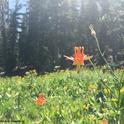 Flowers bloom at this high elevation meadow, which was  community ecologist Ash Zemenick's field study site in the Tahoe National Forest. (Photo by Ash Zemenick)