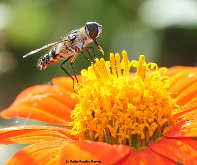 Not a bee. This is a bee fly, genus Villa. It's nectaring on Mexican sunflower, genus Tithonia. (Photo by Kathy Keatley Garvey)