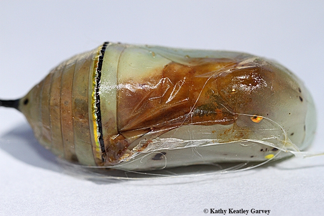 This monarch chrysalis is filled with tachinid fly larvae, about to emerge. (Photo by Kathy Keatley Garvey)