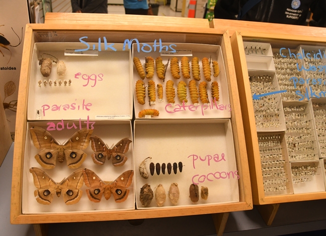 This display focused on silk moths and the life cycle stages, from eggs to caterpillars to pupa to adults. (Photo by Kathy Keatley Garvey)