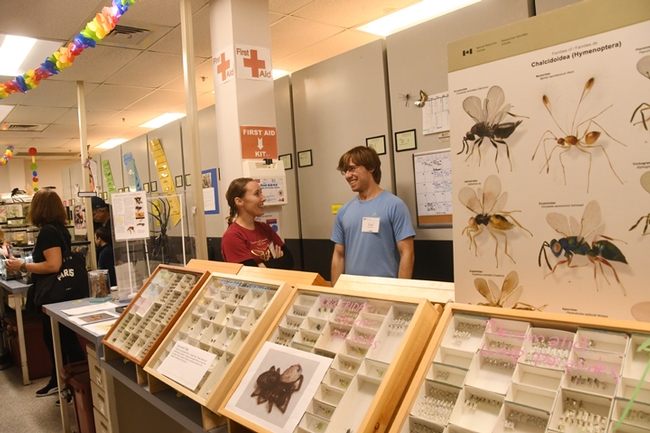 UC Davis doctoral students Jessica Gillung and Ziad Khouri discuss their entomological projects prior to the arrival of Bohart Museum of Entomology guests. (Photo by Kathy Keatley Garvey)
