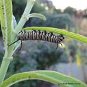 A monarch caterpillar dines on tropical milkweed on Oct. 27, 2017 in Vacaville, Calif. (Photo by Kathy Keatley Garvey)
