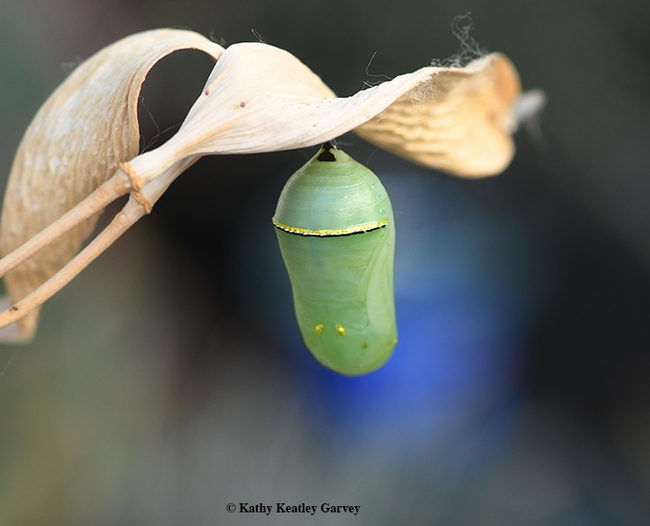 The monarch caterpillar, found Oct. 27 on milkweed in Vacaville, Calif., formed this chrysalis on Nov. 4. (Photo by Kathy Keatley Garvey)