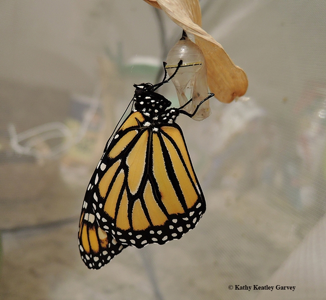 On Nov. 22, the monarch eclosed. It's a girl! Here she clings to her pupal case. (Photo by Kathy Keatley Garvey)